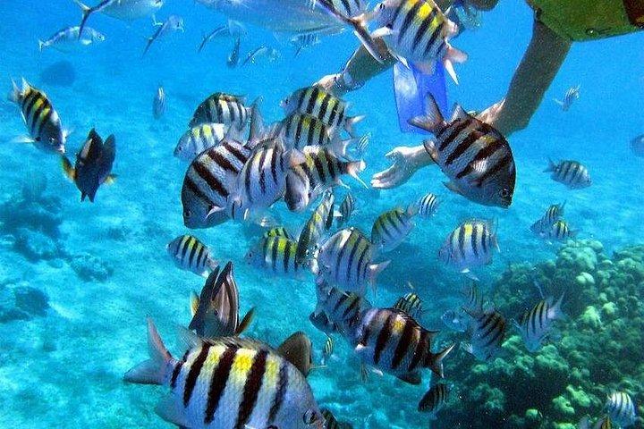 イロット・ガブリエル、コイン・ド・ミール、フラット島へのプライベートスピードボート