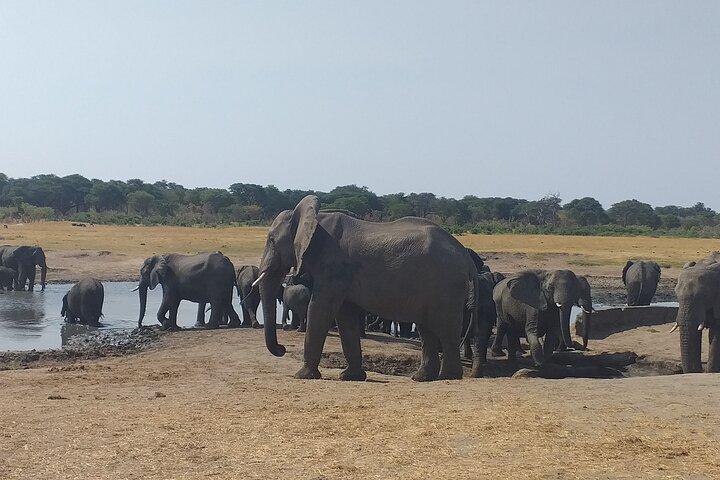 Hwange National Park Heldagstur