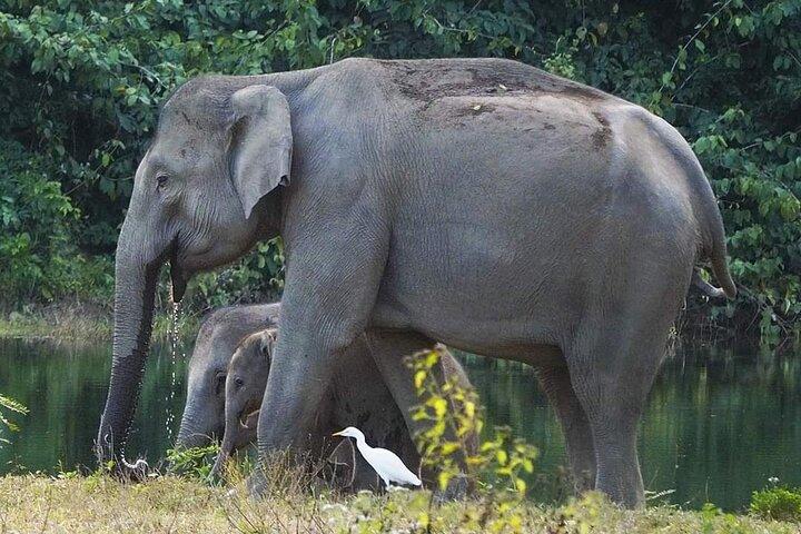 クイブリ国立公園での象と野生動物ウォッチング - 午後のプライベート ツアー