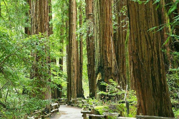Alcatraz Muir Woods con Sausalito Express