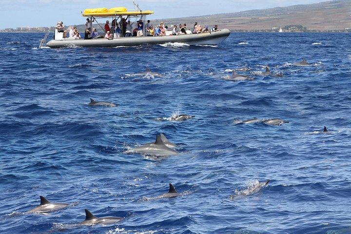 Mauis bedste Lanai-snorkel- og delfinflådeeventyr