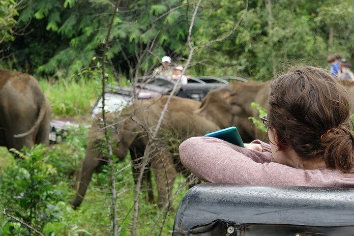 Visite guidée du safari d'une demi-journée