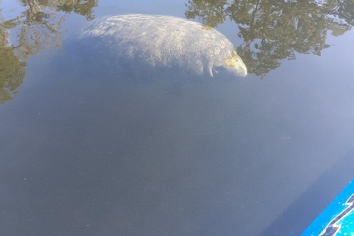 Manatee Kayak Encounter