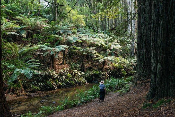 Private One Day Great Ocean Road Tour (13 Hour) Extended Version