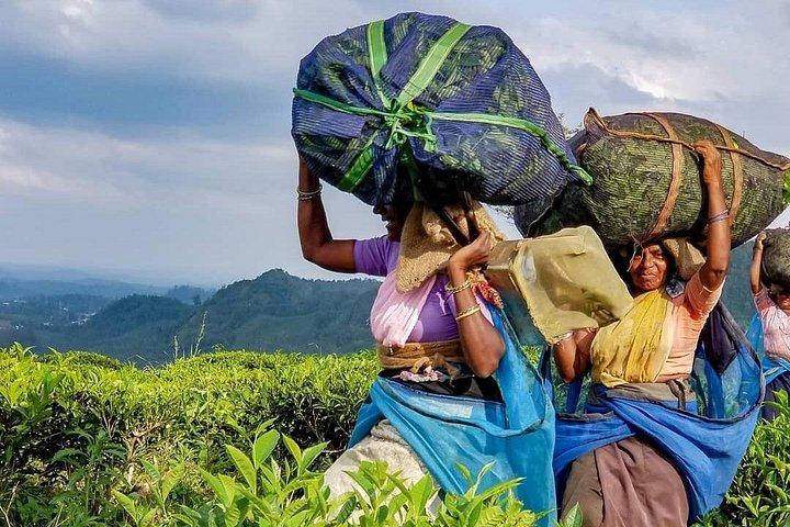 Tea Fields & Factory Tour
