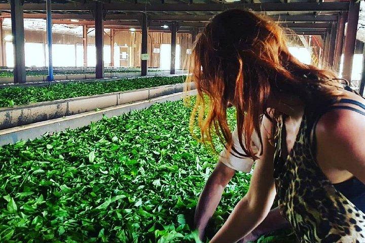 Tea Fields & Factory Tour