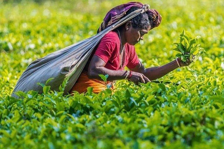 Tea Fields & Factory Tour