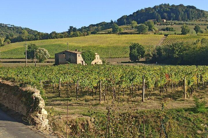 PRIVÉTOUR: Chianti Middagtour met bezoek aan 2 wijnboerderijen