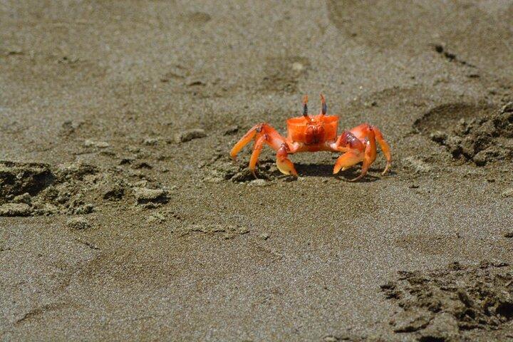 グアヤキル発イスラサランゴ島終日シュノーケリングと海鳥ツアー