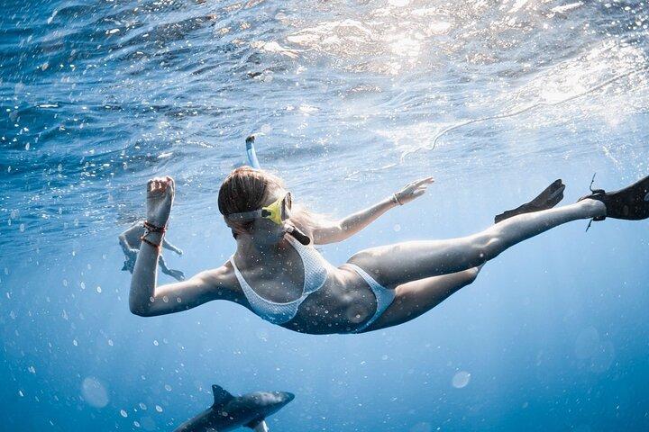 Oahu Open Water Haai Duikervaring