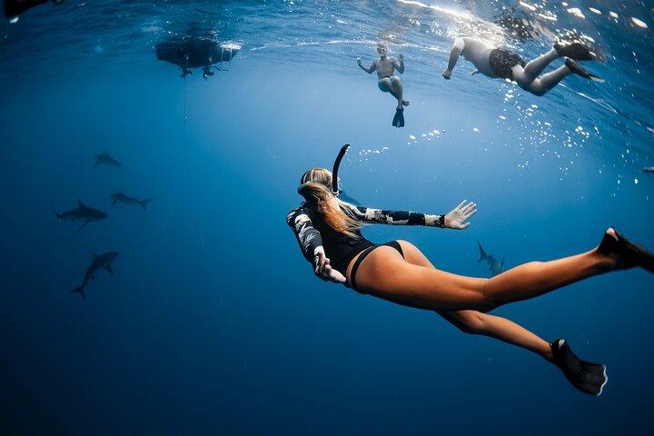 Oahu Open Water Haai Duikervaring