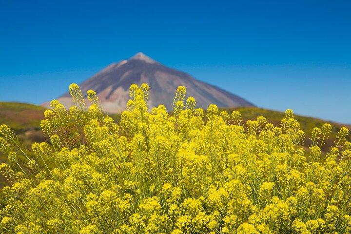 Visite guidée du parc national du Teide à Tenerife