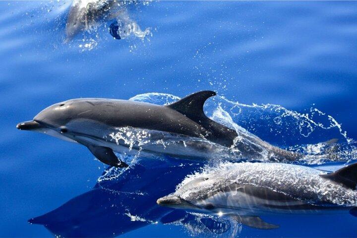 Dolfijnen kijken Minicruise en snorkelen vanaf Lanzarote