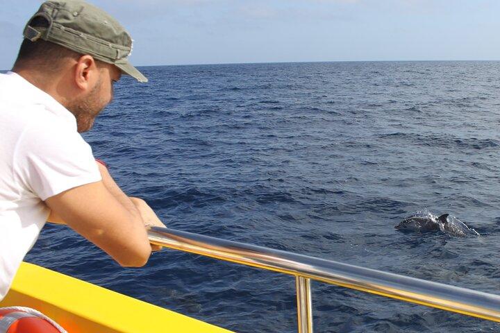 Mini Crucero de Delfines desde Lanzarote