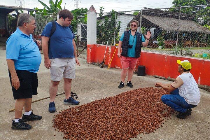 Meio dia em uma fazenda de cacau - Para a terceira idade