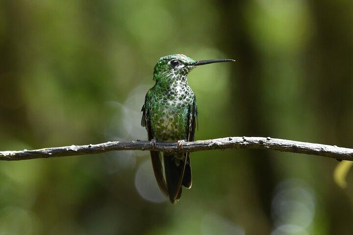 Monteverde Cloud Forest guidad tur