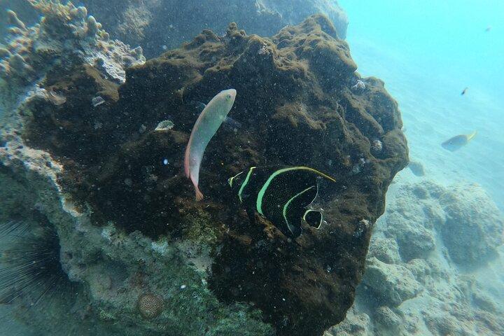 Aventura de snorkel en San Juan