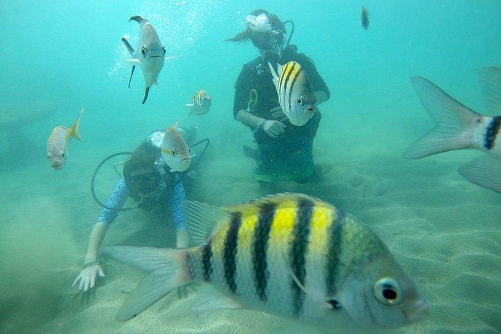 Discover Scuba Diving in San Juan: Perfect for First-Time Divers