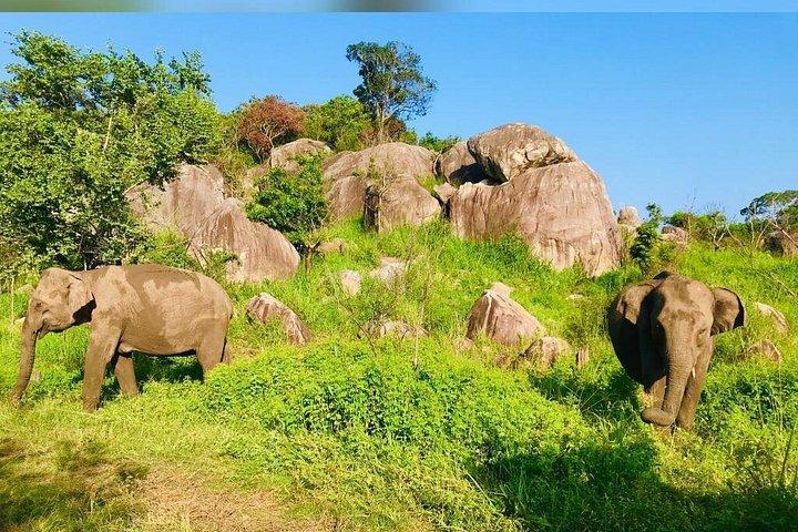 ヤラ国立公園ジープサファリベントータとベルワラから