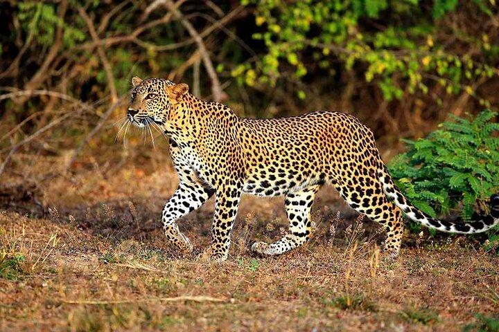 Leopard Safari In Yala National Park From ゴール