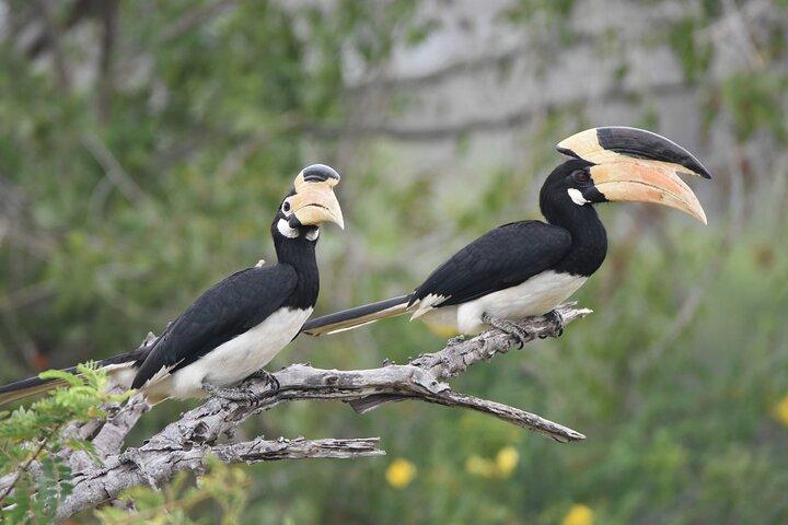 Bundala Birding Paradise - All Inclusive Tour