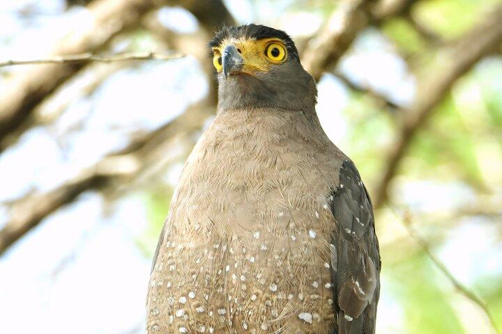 Bundala Birding Paradise - All Inclusive Tour