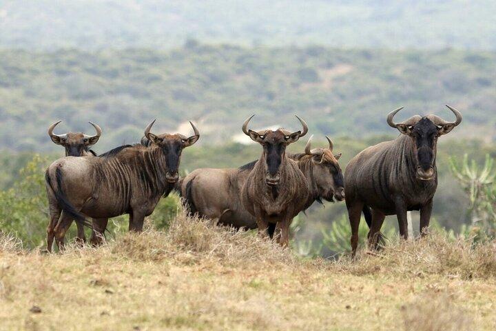 6-dages uforglemmelig tur i Tanzania