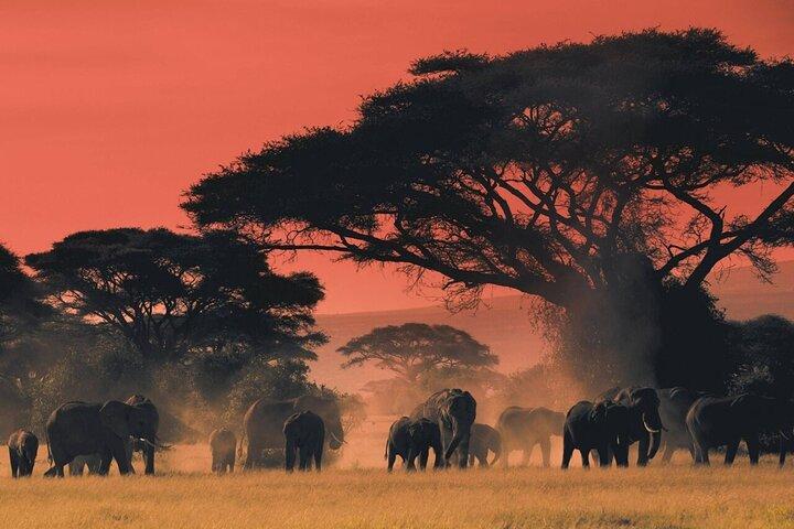 6-dages uforglemmelig tur i Tanzania
