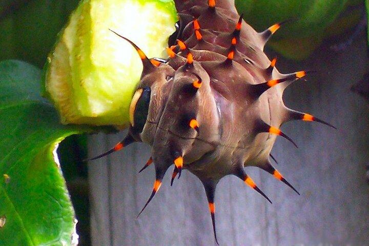 Australian Butterfly Sanctuary
