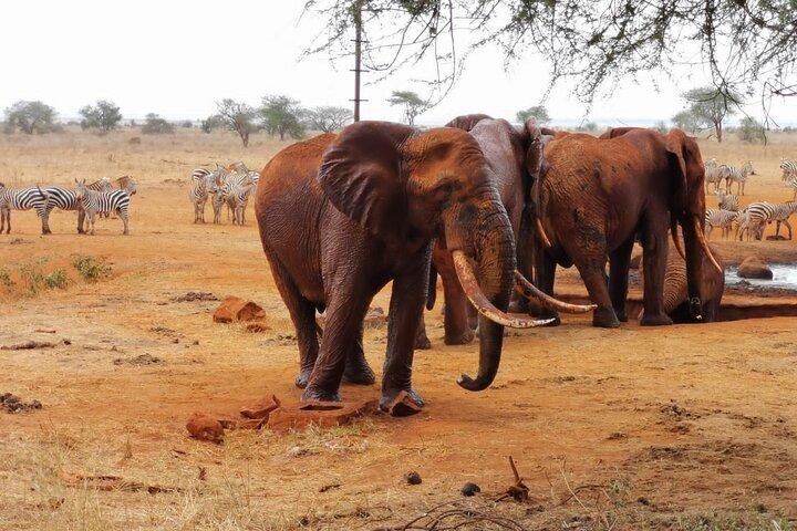 Safari de elefante vermelho de 1 dia a partir da praia de Diani.