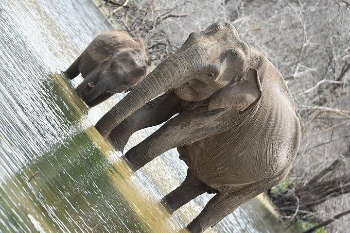 タンガラからヤラ国立公園へのプライベート半日サファリツアーとドロップバック