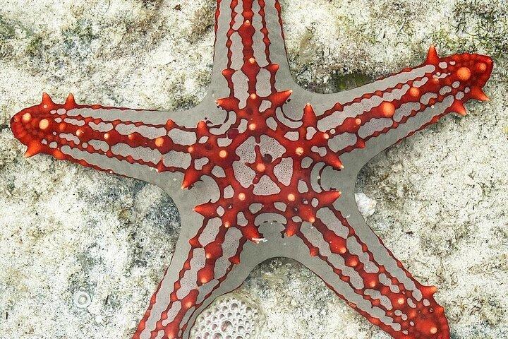 ヒトデの冒険;ブルー ラグーン シュノーケリング;岩は;パジェ ビーチ;ジョザニの森