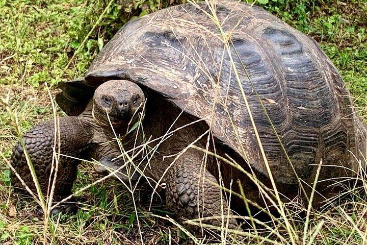 ガラパゴス ラス グリエタスとトルトゥーガ湾の 4 日間ツアー