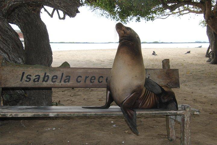 ティントレラ島、シュノーケリング湿地、フラミンゴのあるイザベラ島への日帰りツアー