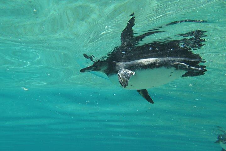 Excursión de un día a la isla Isabela con islote Tintorera, humedales y flamencos