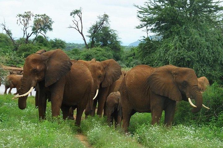 ケニアの5日間のプライベートサファリツァボ東/西とアンボセリ国立公園