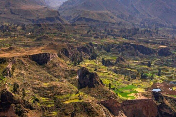 Excursion d'une journée au canyon de Colca au départ d'Arequipa