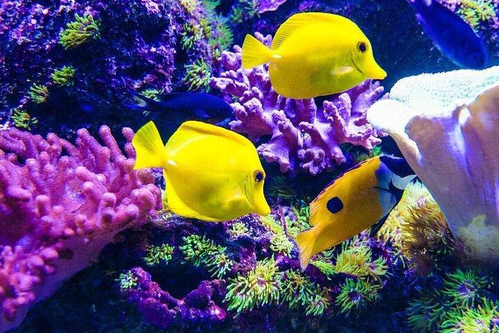Starfish Adventure; De Rots; Paje Beach; Kuza Cave; Salaam Cave