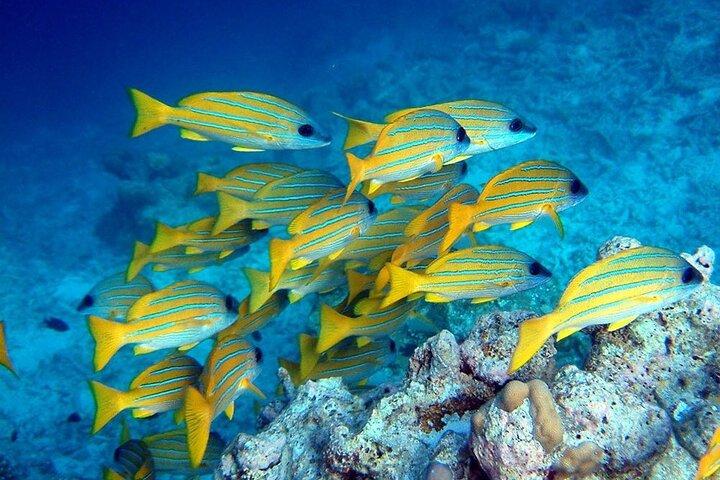 ヒトデツアー、ザ・ロック、クザ洞窟、ジョザニの森、サラーム洞窟
