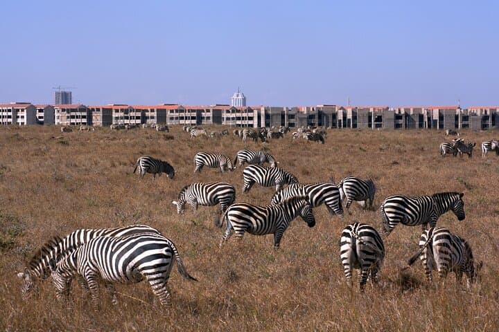 Nairobi National park sun rise game drive with pickup & drop-off