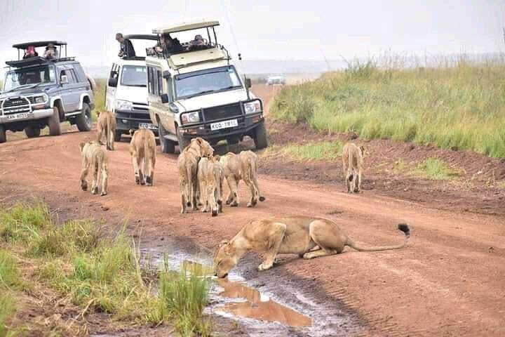 Demi-journée Nairobi National Park Guided Game Drive avec options