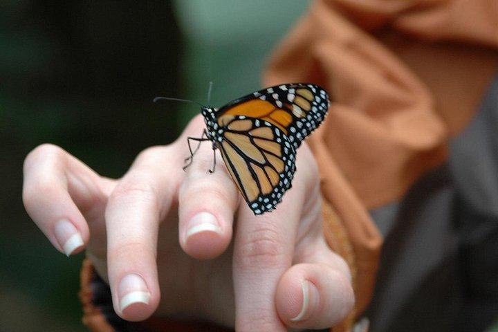 Canopy Zipline & Butterflies From Monteverde