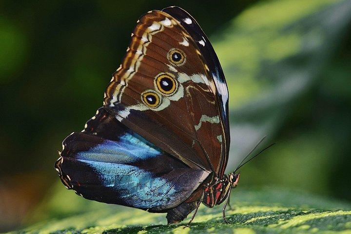 Canopy Zipline & Butterflies From Monteverde