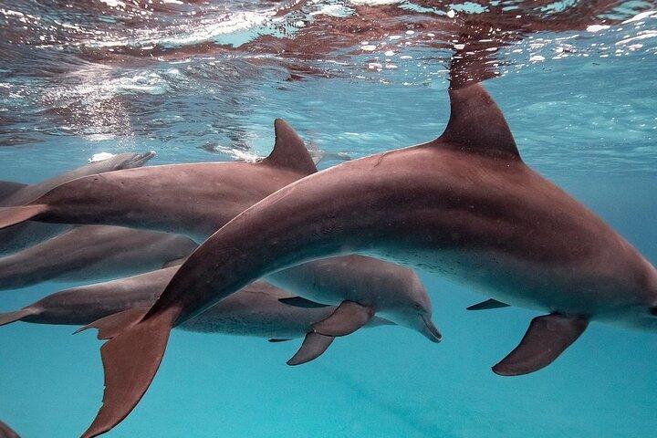 イルカツアー、ジョザニの森、プリズンアイランド、サラーム洞窟ツアー