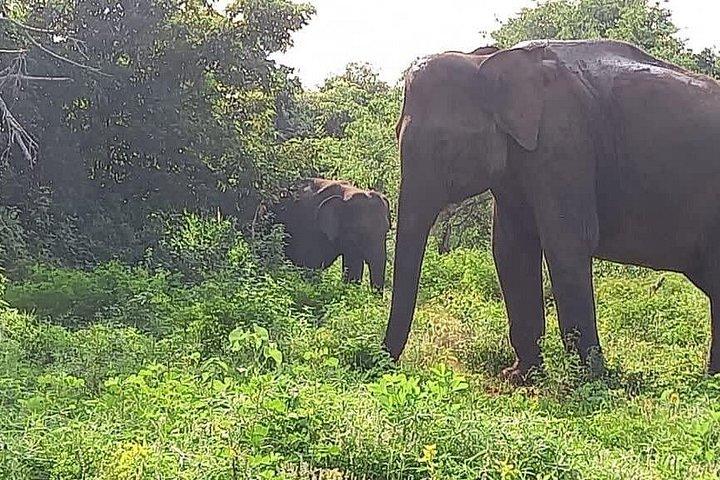 Yala Full Day Private Tour and Safari from Colombo or Negombo