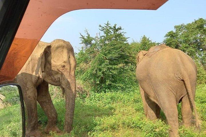 Yala Full Day Private Tour and Safari from Colombo or Negombo
