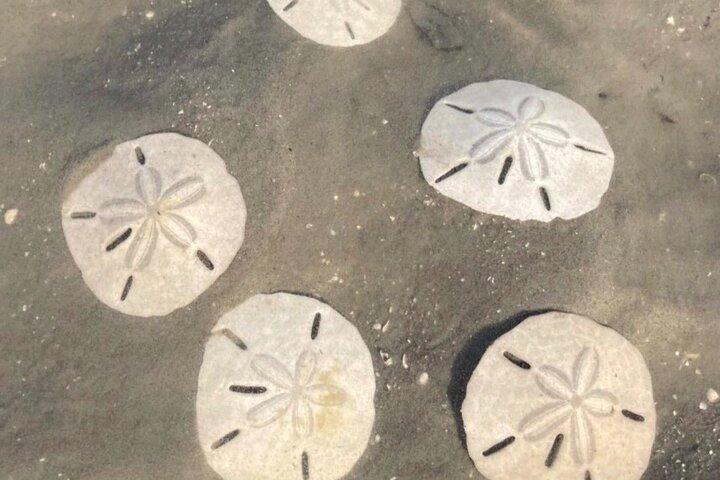 Tour di Vanishing Mile Isle Beachcomber