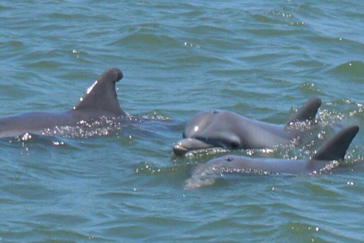 Tour di Vanishing Mile Isle Beachcomber