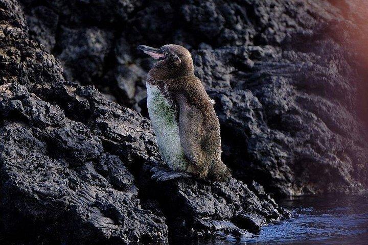 ガラパゴスのイザベラ島とティントレラスへの日帰り旅行
