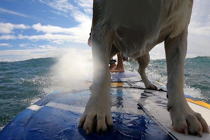 Private Surf Lessons in Maui